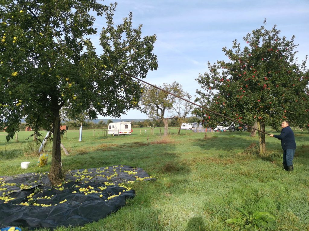 Dave collecting apples using a panking pole