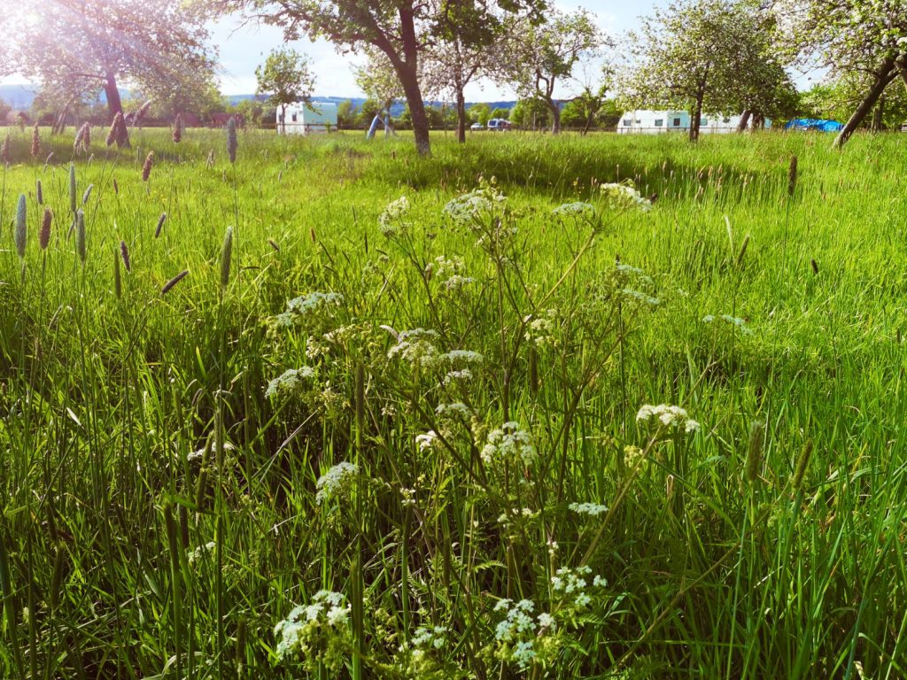 The Apple Orchard
