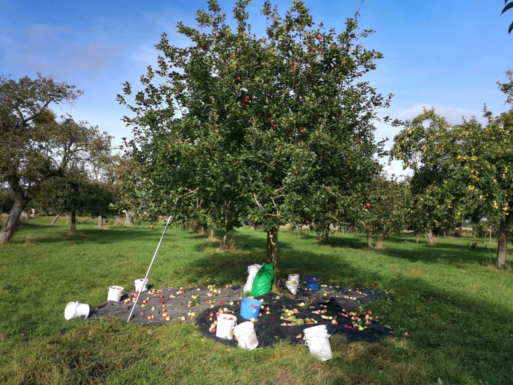 The apples waiting to be gathered